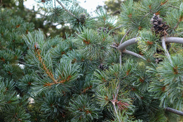 close up of needles and cones of coniferous trees