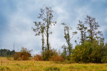 Fototapeta premium Trees in a field among thick grass on a background of cloudy dramatic autumn sky