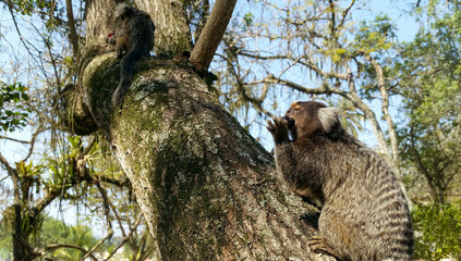 Mamoset at tree
Saguis na árvore