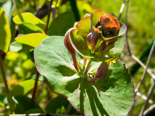 The apical part of the unopened inflorescence of decorative honeysuckle with a web and small...