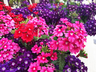 Red, white, violet, purple Verbena hybrida flowers.
