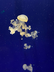 Obraz na płótnie Canvas Jellyfish in an aquarium