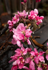 Branch of a blossoming apple tree ,selective focus
