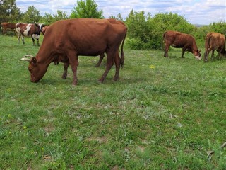 A  herd of brown and spotted cows graze on a meadow in front of the forest in summer