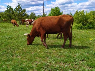 A  herd of brown and spotted cows graze on a meadow in front of the forest in summer