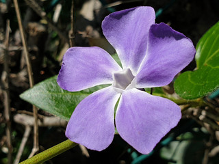 Blue flower vinca or periwinkle on a sunny day. Side view of a flower of a Vinca.