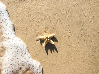 summer time. seascape. seashells on the beach