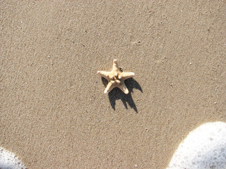 summer time. seascape. seashells on the beach