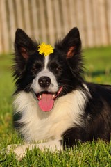 Border Collie with Dandelion on its head. Happy black and white dog smiling during golden hour in Czech Republic.