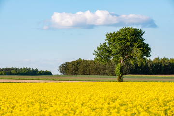 Fototapeta na wymiar lonely tree on the edge of two fields