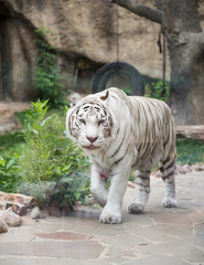 white tiger goes to the camera on the background of rocks and greenery