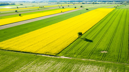 farmlands in the afternoon light from a drone © Krzysztof