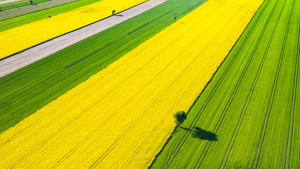 farmlands in the afternoon light from a drone © Krzysztof