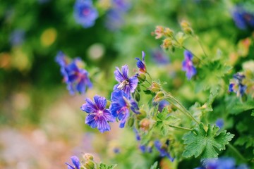 Bee On Geissorhiza Iridaceae