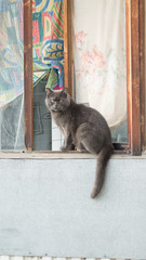 angry gray cat sit on the edge of the balcony and stares straight into the camera