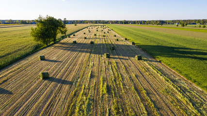 harvested and rolled crops in the field