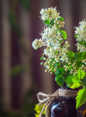 White flowers. Blooming tree with white flowers. Spring flowers background.