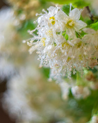 White flowers. Blooming tree with white flowers. Spring flowers background.