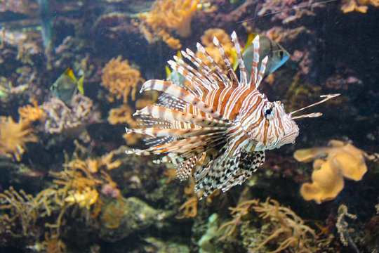 Red Lionfish - Beautiful And Dangerous Animals. A Very Dangerous Fish Of The Caribbean Sea
