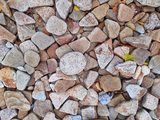 The texture in the form of stones, pebbles. In the botanical garden. Photo background