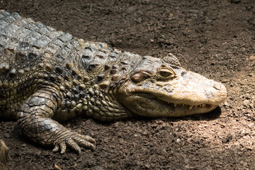 Reptile in a Barcelona Zoo. Crocodile / Alligator