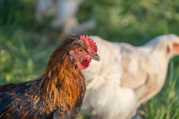 Sulmtaler rooster and in the background a white Brahma chicken