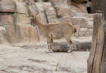 beautiful mountain goat. Mountain ram portrait. Mountain goat with big horns in zoo