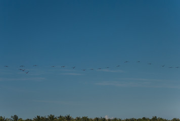 A flock of pelicans in flight over the beach, natural habitat
