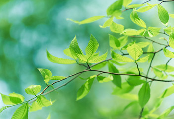Green leaves background. Copy space. 