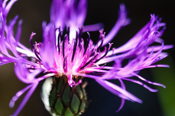 Belle fleur de Bleuet en gros plan