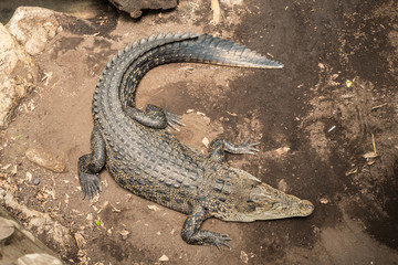 Reptile in a Barcelona Zoo. Crocodile / Alligator