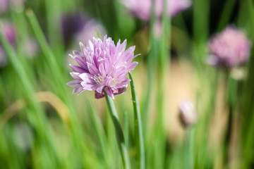 Ciboulette en fleur
