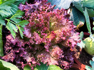 pink hydrangea flowers
