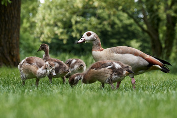 Egyptian goose family with goslings (Alopochen aegyptiaca) walking in grass in public park