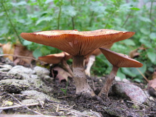 Mushroom macro