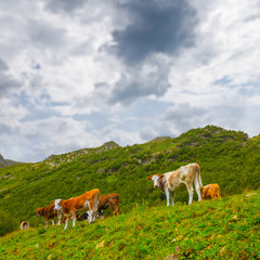 Fototapeta na wymiar cow herd graze on a green hill slope under a dramatic cloudy sky