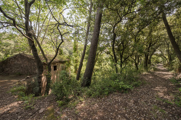 Fototapeta premium trees in the forest
