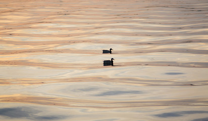 two ducks sway synchronously on the waves of the river at sunset. Wavy reflection on water surface during sunset with two ducks swaying