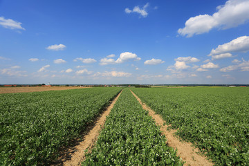 Fototapeta na wymiar Krajobraz wiejski, pole z zielonym groszkiem, zielone kieki, przemysł rolniczy. 