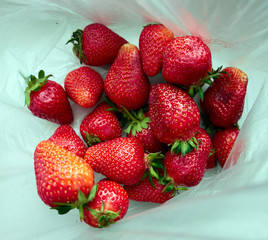 red strawberry lies in a plastic bag