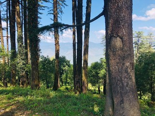 trees in the woods Dhanaulti EcoPark Uttarakhand 