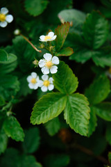 
closeup of garden strawberry flowers on green leaf background