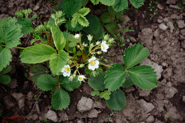 
bush of blooming garden strawberries on soil background