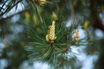 
Closeup of a young green pine cone with needles against a blue sky in bokeh