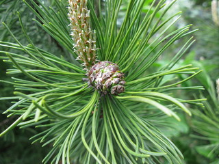 Pine macro