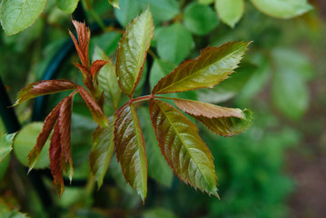 
Closeup of a red-green leaf of grapes against a grape bokeh background