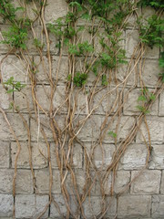 Wall plant