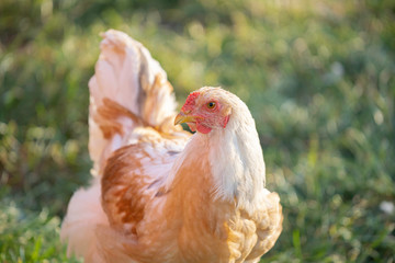 Brahma Gockel stands proudly in the garden - depth of field