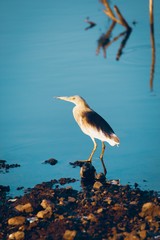 heron in the water