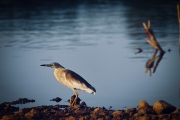 heron on the lake